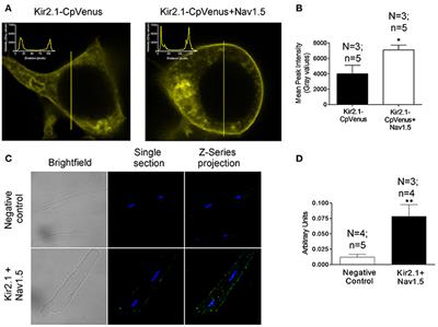 Kir2.1-Nav1.5 Channel Complexes Are Differently Regulated than Kir2.1 and Nav1.5 Channels Alone